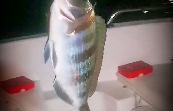 Boat without licence  MOONDAY 540 SD New   2025 MOONDAY 540 SD New   2025 60hp