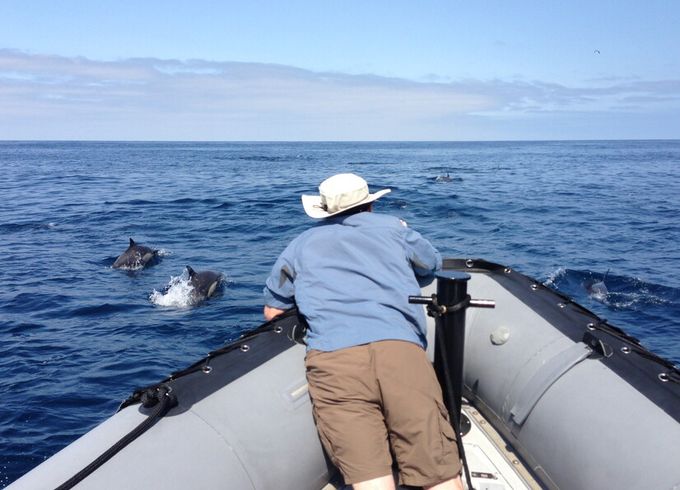 Private 12-Passenger Whale Watching Experience