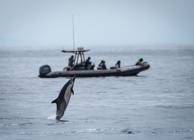 2.5-3 Hour Whale Watching Private Tour