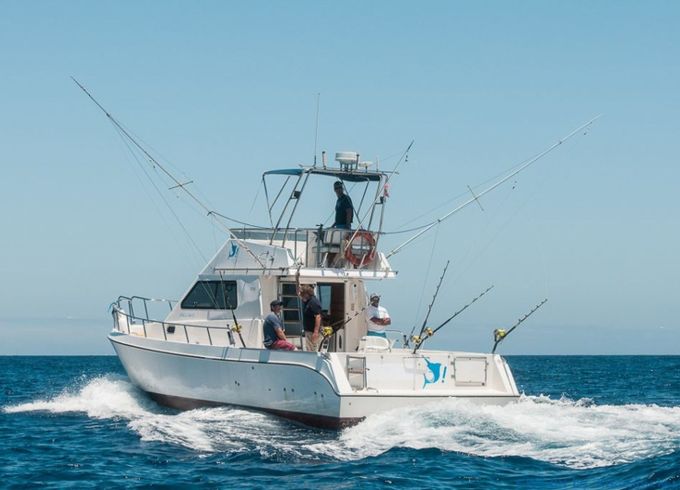 Cata 356 Sportfisherman Fish on
