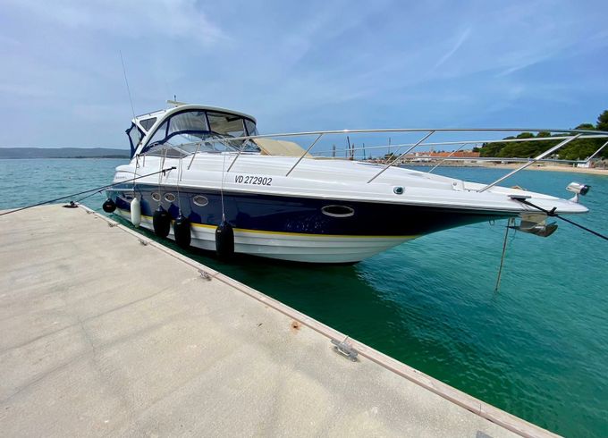 Regal 4460 Commodore Divlji Cvit