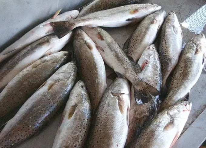 Guided Fishing Charters On 23' Center Console In Galveston, Texas