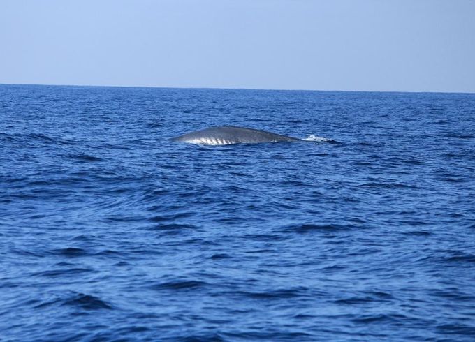 Sea Giants & Playful Pods: Mirissa Whale & Dolphin Watching Tour