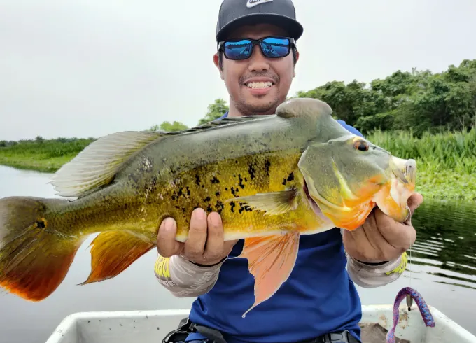 Peacock Bass Fishing Guide In Kuala Lumpur With Up To 2 People