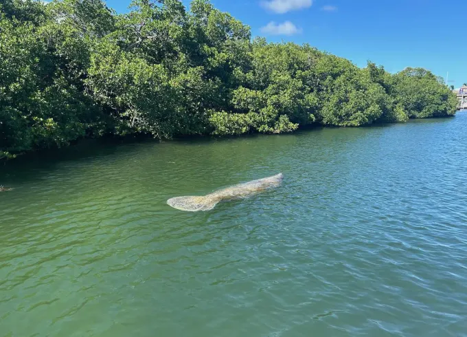 23ft Sunset Eco Boat Tour