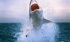 Great White Shark Diving & Viewing Tours In Cape Town