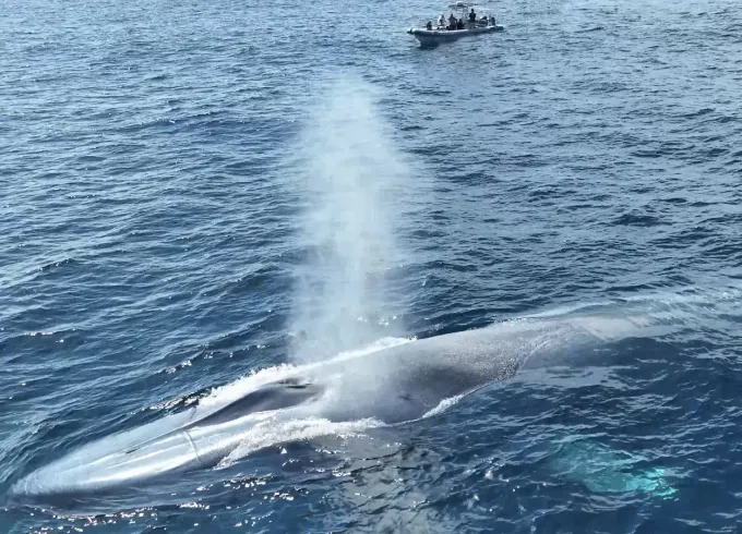 Small-Boat Whale Watching In Long Beach - Up Close And Personal!