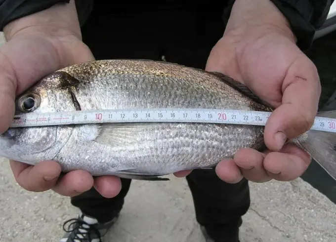 Unique Fishing Experience In Pula