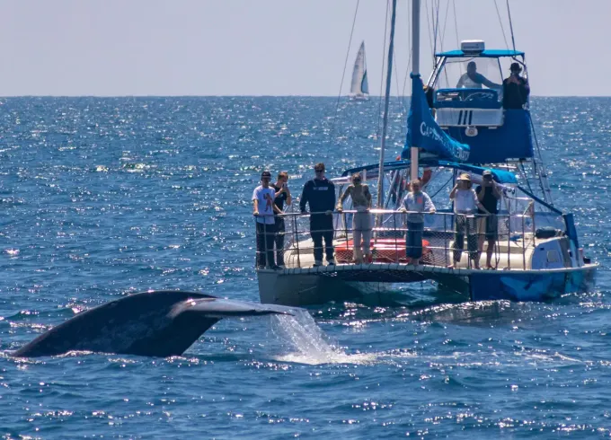 Catamaran Sailboat for Up-Close Whale Watching in Dana Point