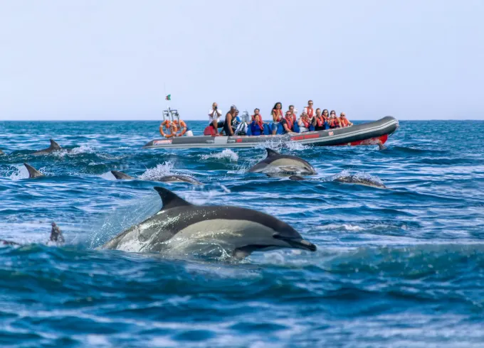 Lagos: Private RIB Dolphin watching and Benagil Caves