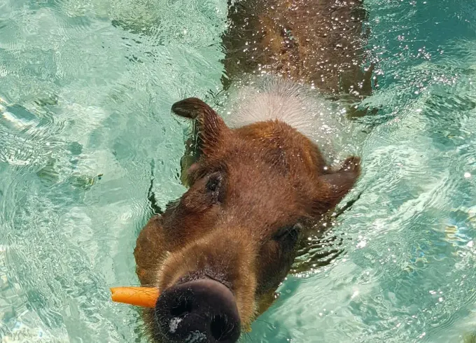 Pigs, Turtles, Snorkeling Beach Day