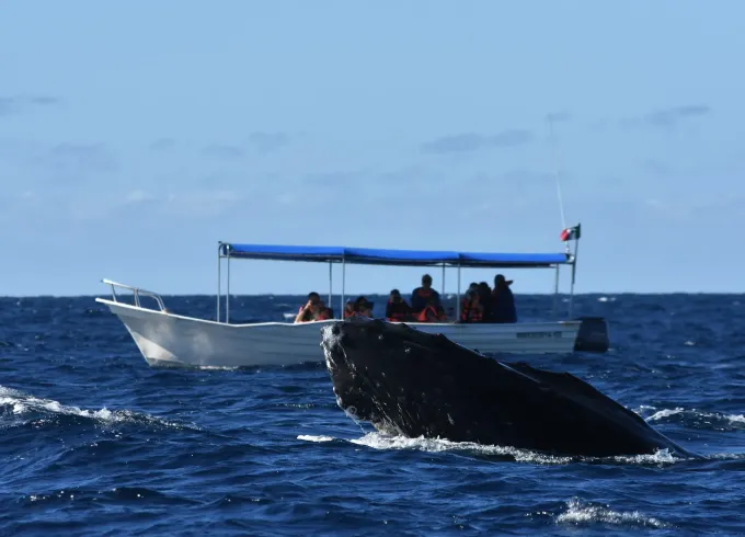26ft Panga Whale Watching in Cabo San Lucas - 2 Hour Tour with Captain