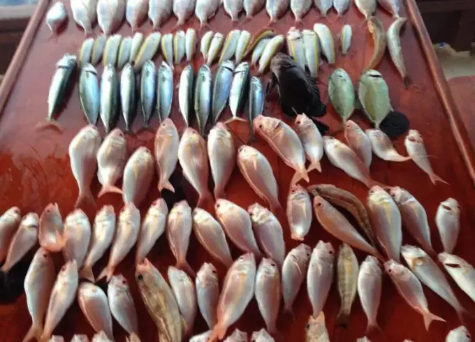 KEMER: Fishing Tour With Meal