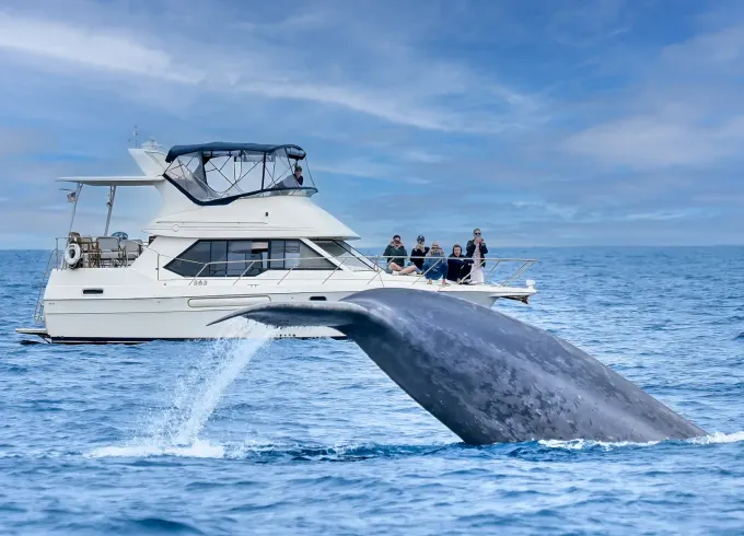 5-Star Whale Watching on Upscale Motor Yacht in Dana Point
