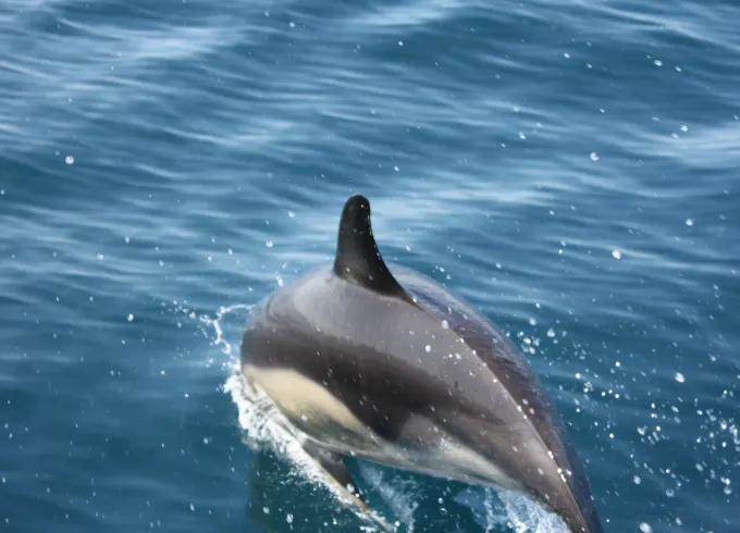 Boat Tour for 5 Person on Atlantic Ocean - The Highlight of your Holidays!