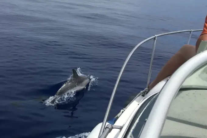 23' Bayliner Ciera Cuddy Cabin Rental In Madeira Islands, Portugal