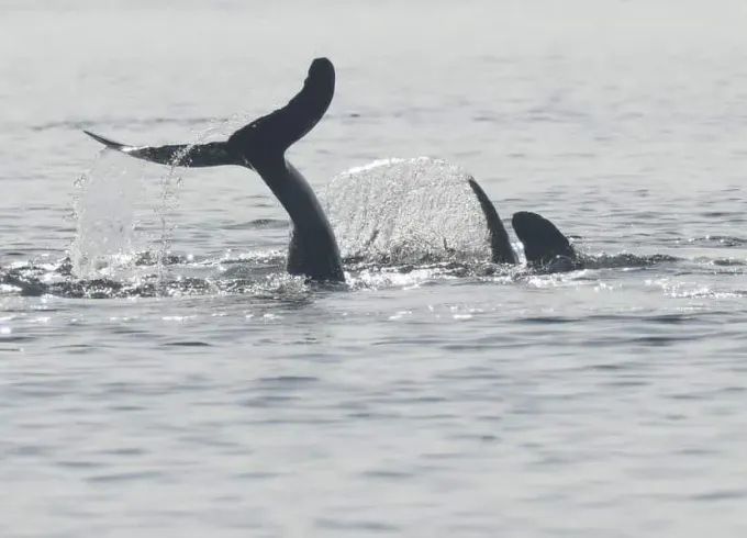 DOLPHIN COASTAL EXPEDITION TOUR
