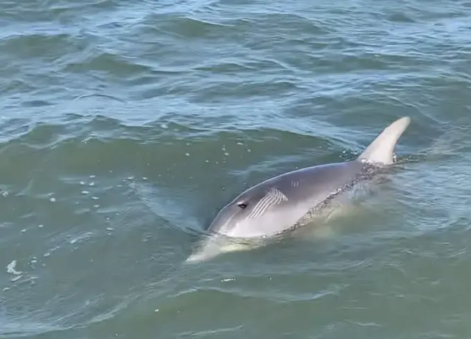 Two Hour Dolphin Eco Tour