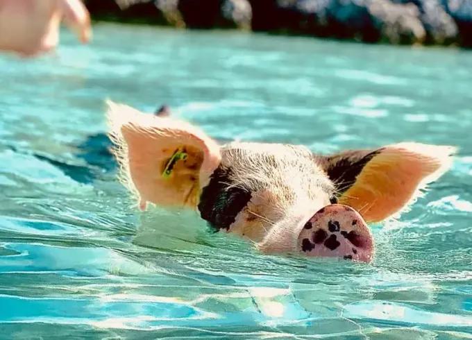 Private Swimming Pigs All-Inclusive Tour