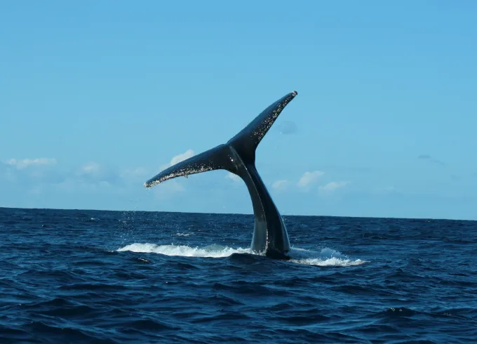 Whale Watching Group Tour out of San Jose del Cabo, Mexico