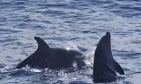 Dolphin and Whale Watching on a Sailing Catamaran from Funchal, Madeira
