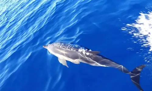 Dolphin Tour in Vibo Valentia
