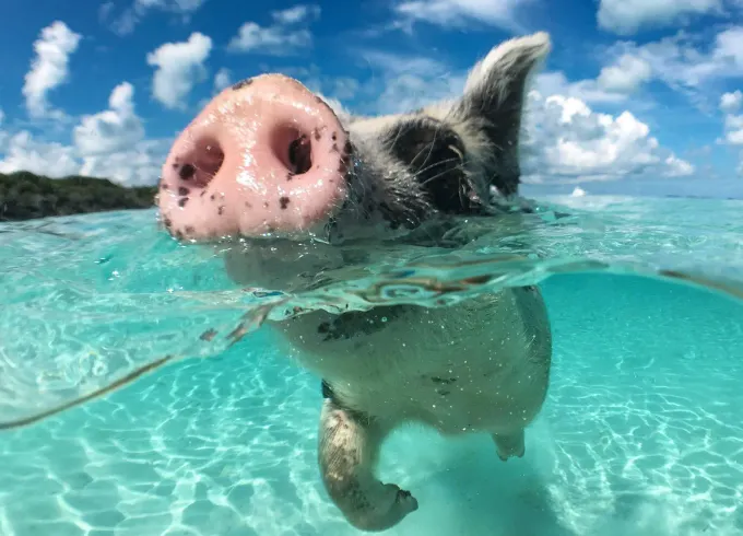 Rose island 4 islands tour , Swim with pigs , Turtles and Snorkel Coral Reefs