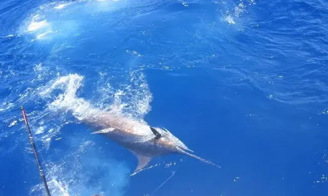Fishing Charter On 48ft 'Reel Adiction' Yacht In Somerset Village, Bermuda