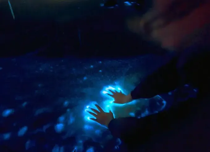 Private Sunset and Bioluminescence Tours- Cocoa Beach Up to 6 Passengers