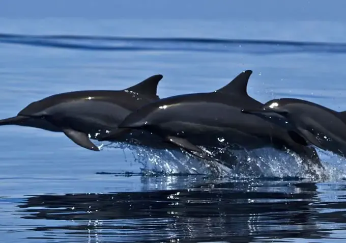 Dolphin Watching in Trincomalee