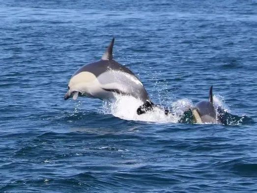Dolphins Tour In Lagos
