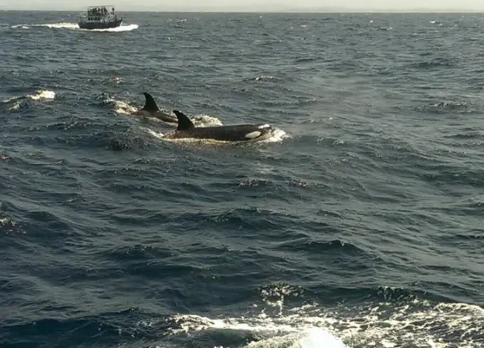 Private Speed Boat Whale watching Tour