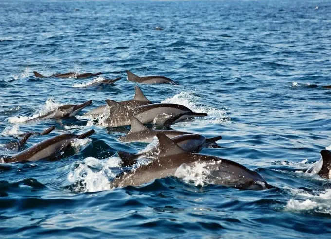 Musandam Khasab overnight tour from Dubai with Dolphin Khasab Tours in Oman