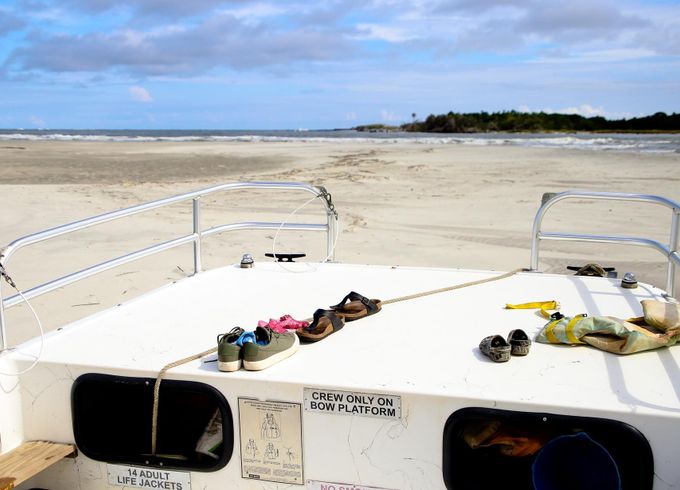 Dolphin watching, sunset cruise, eco-tour with Tideline Tours