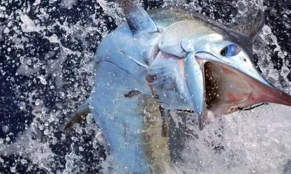 Fishing Charter On 38' Gulf Craft Maldives Yacht In Malé, Maldives