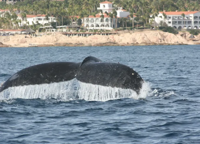 Private Whale Watching out of San José del Cabo