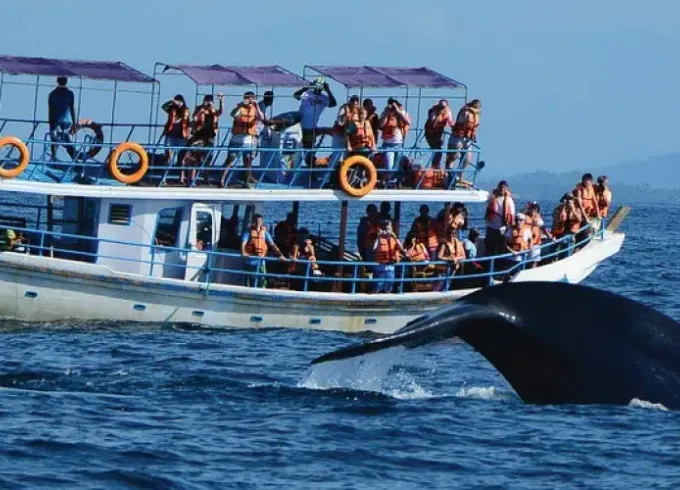 Thrilling 4-Hour Whale Watching Adventure in Mirissa, Sri Lanka