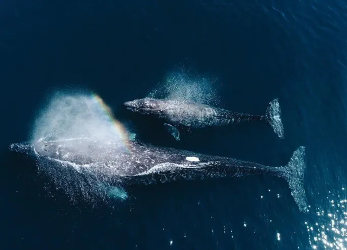 Whale Watching in Kalpitiya