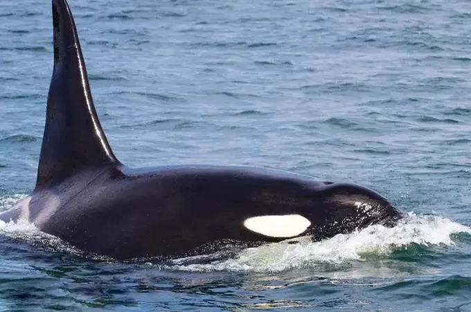 Whale Watching Tours in Eastsound, Washington