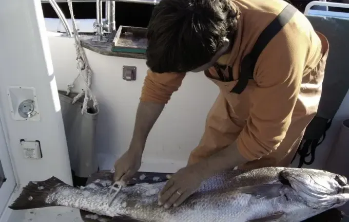 FISHING TRIPS in Cascais, Portugal