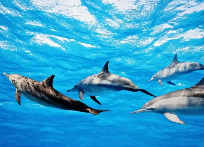 4 hours Dolphin Safari Tour in Corralejo, Canarias