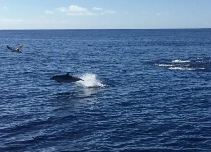 Half-day tour for wildlife and whale watching from Ponta Delgada