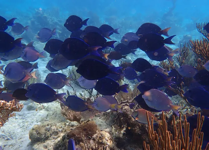 Mangrove Tunnel Tour & Reef Snorkeling