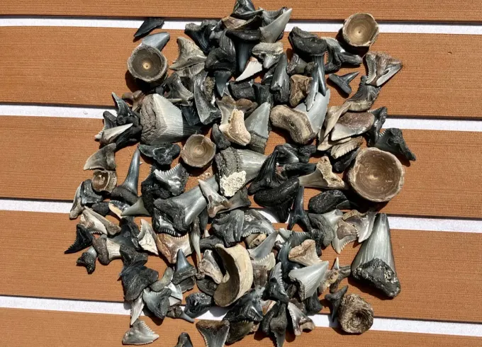 Barrier Island Fossil Excursion