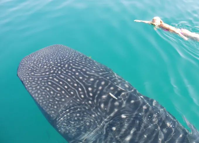 Swim With The Whale Sharks Trip in La Paz
