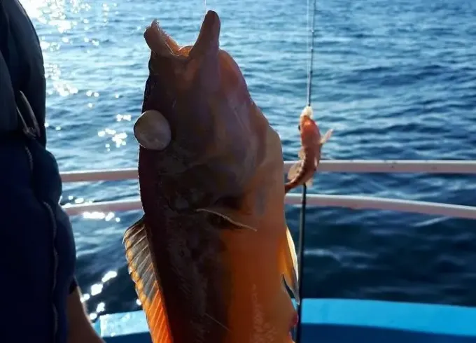 Exciting Deep Sea Fishing Trips in Lagos, Portugal