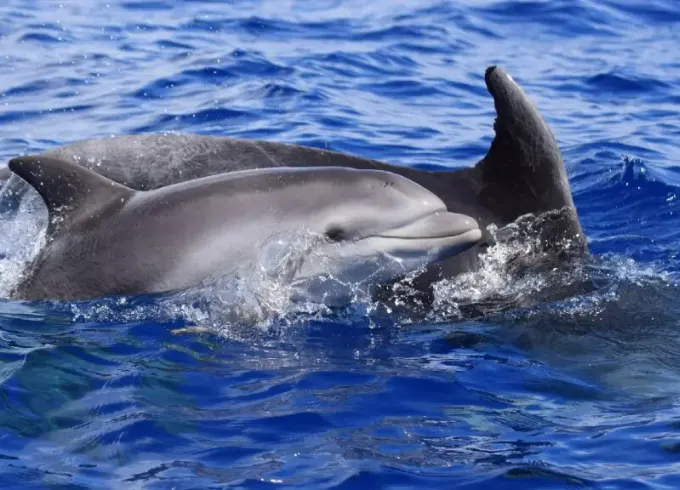 Whale and Dolphin Watching tour