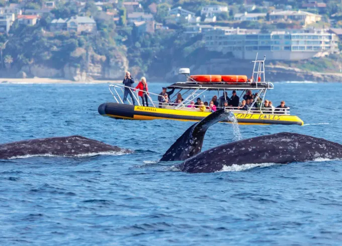 Dana Point Dolphin & Whale Adventures on Fast & Fun Rigid Hull Inflatable