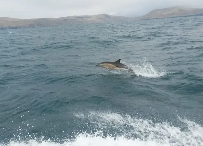 Enjoy Fishing in Sligo, Ireland on 33' Trawler