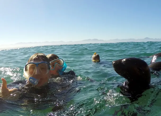 Snorkeling with Seals in Western Cape, South Africa